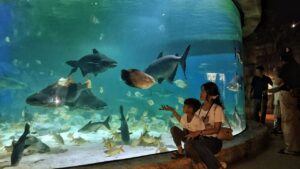 Wildlife Aquarium, Siem Reap Cambodia