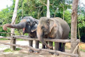 Phnom Ta Mao Zoo