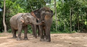 Kulen Promtep Wildlife