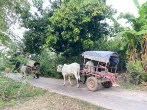 Oxcart in Koh Trong Island