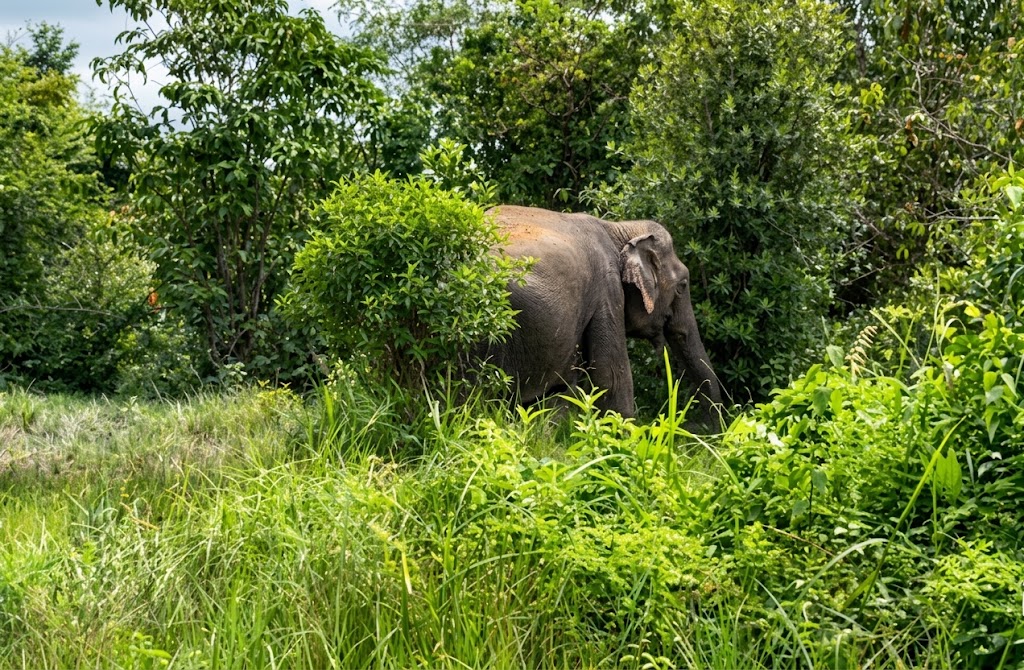 Norng Kabat Forest Ratanakiri