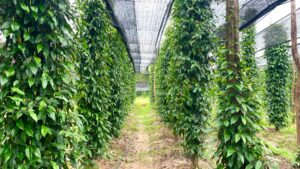 Kapot Pepper farm