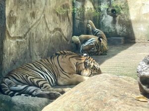 Phnom Tamao Zoo